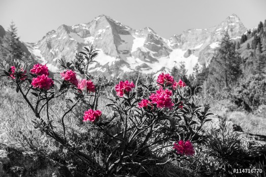 Picture of Alpenrosen mit Gebirge im Hintergrund Kunst
